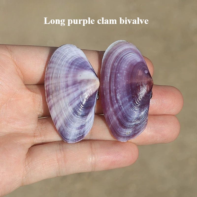 Aquarium Fish Long - Long Purple Clam Natural Conch Purple