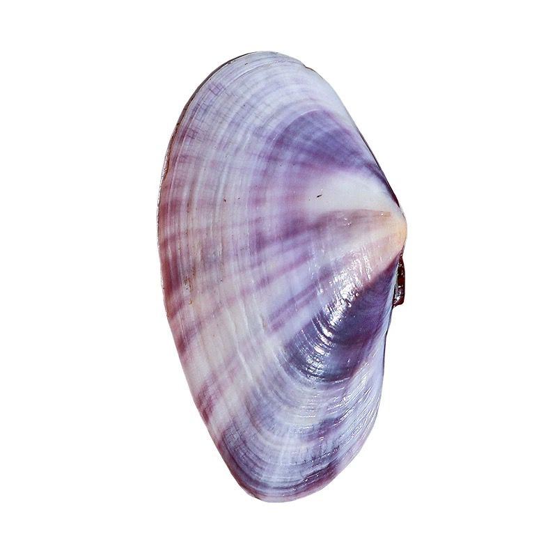 Long Purple Clam Natural Conch - Aquarium Fish Long review and price