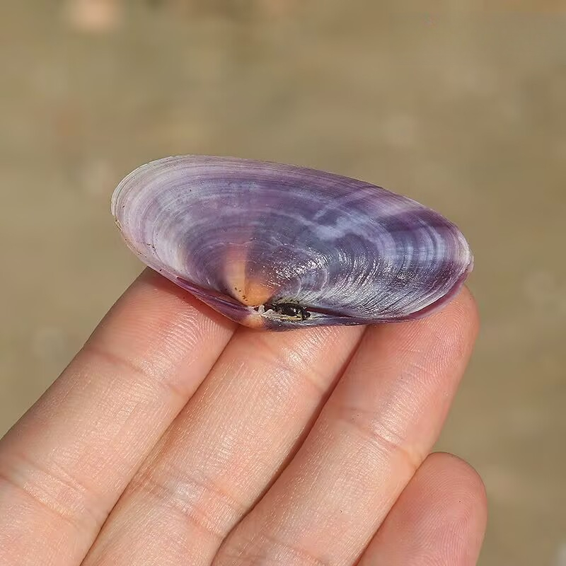 Long Purple Clam Natural Conch - Aquarium Fish Long review and price