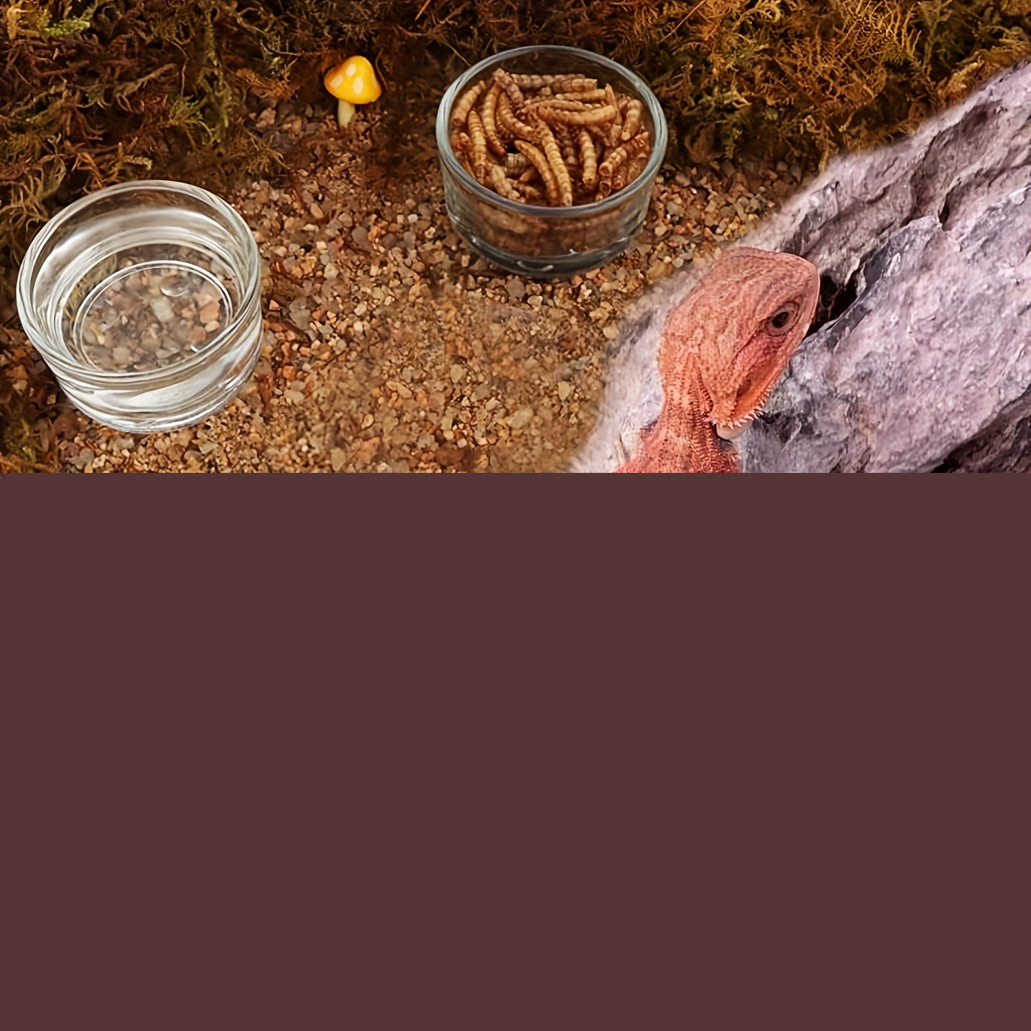 Glass Aquarium Mini Size Shrim - Aquarium Fish Feeder review and price