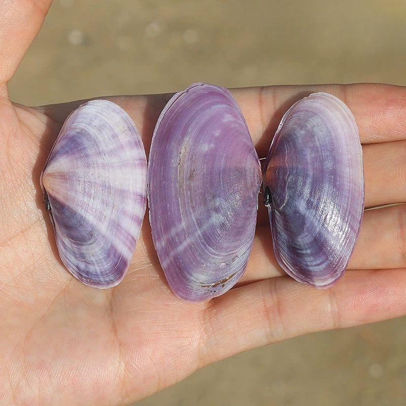 Long Purple Clam Natural Conch - Aquarium Fish Long review and price