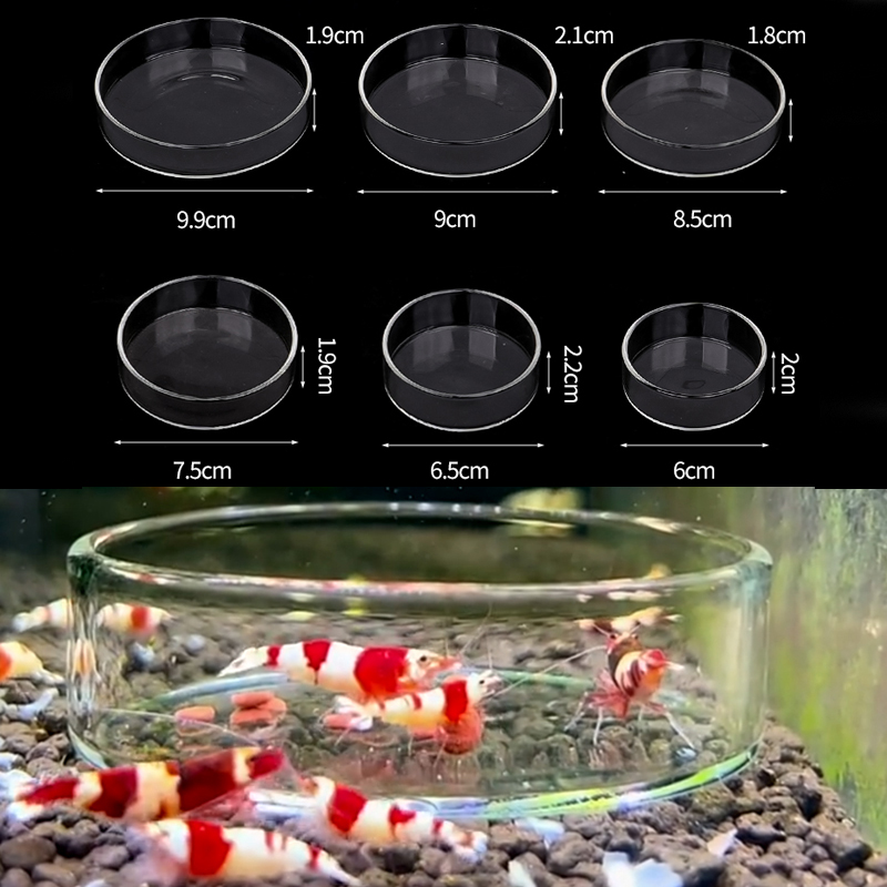 Shrimp Feeding Dish High Trans - Aquarium Fish Feeder review and price
