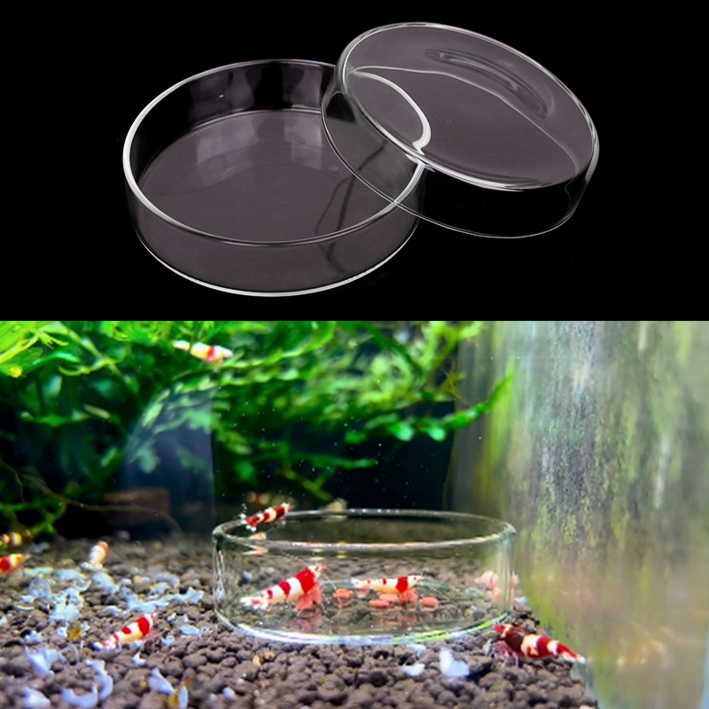 Shrimp Feeding Dish High Trans - Aquarium Fish Feeder review and price